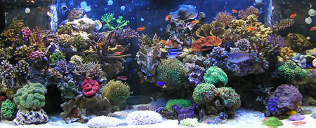 Рифовый аквариум